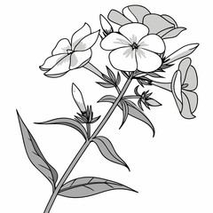 vector illustration of phlox white