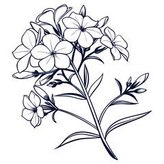 phlox white with leaves