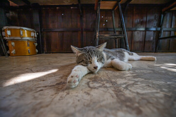 A corner for cats to stretch out and relax