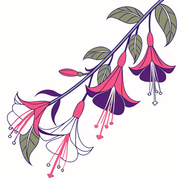 peruvian cantuta on white background