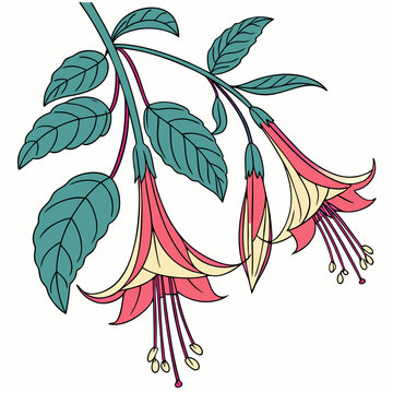peruvian cantuta with leaves