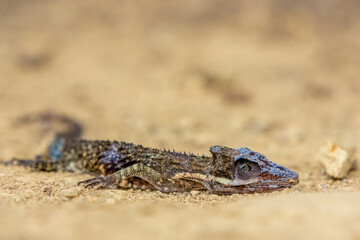 The corpse of an Andean chameleon laying on the sand of a garden, in the eastern Andean mountains of central Colombia, near the Iguaque natural reserve.