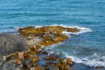 Rocky Coastline with Seaweed and Waves