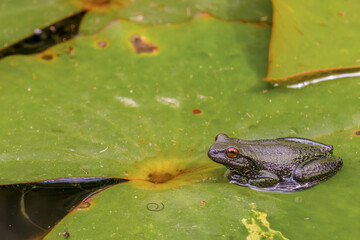 A green dotted treefrog resting on a water lily leaf, in a pond in the eastern Andean mountains of central Colombia, near the Iguaque natural reserve.