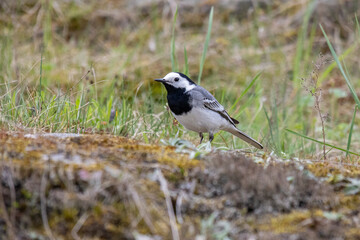 Naklejka premium black winged blackbird Motacilla alba