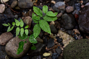渓流の石に生える草