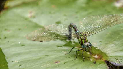A blue-eyed darner dragonfly on a water lily leaf, in a pond, in a garden in the eastern Andean...