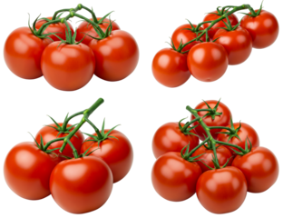 Fresh red tomatoes clustered on green vines with a transparent background  