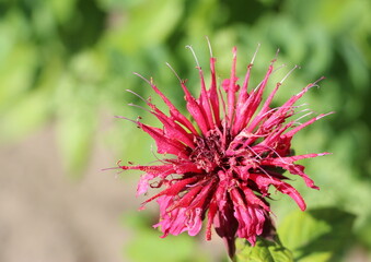 Monarda or Red Rue or Bergamot is an ornamental, medicinal and spicy plant that blooms in summer.