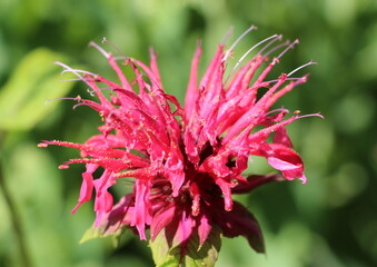 Monarda or Red Rue or Bergamot is an ornamental, medicinal and spicy plant that blooms in summer.