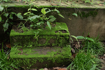 A pair of old stone steps covered in lush green moss and creeping plants, blending into the forest floor with surrounding grass and leaf.