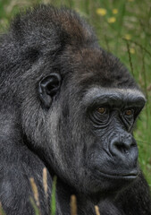  A close up of a Western Lowland Gorilla