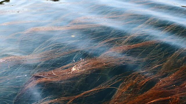 Swiming through a Sea spaghetti eadible seaweeds (thonghweed or himanthalia elongata) in water during a low tide in Atlantic Ocean, Northen Europe. 4K