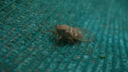 Close up of a bug, Cicada