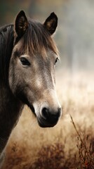Obraz premium Gray horse stands gracefully under soft morning light in a serene natural landscape