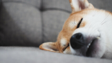 Sleeping Shiba Inu Close-up on Grey Sofa Background