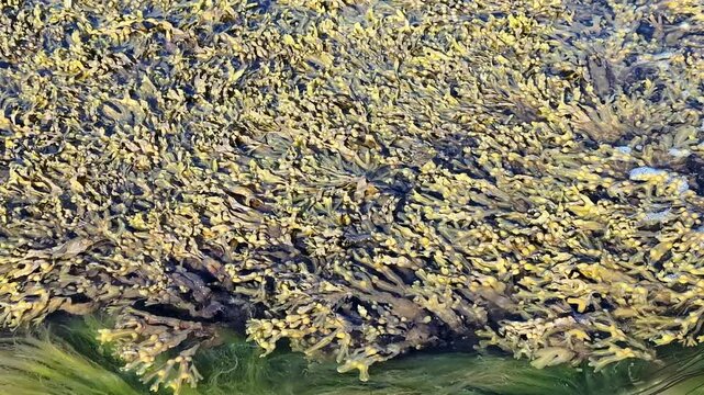 Close up of Spiral Wrack (Fucus spiralis) edible seaweed in Atlantic ocean water. Concept of healthy nutriment, medical use and source of proteins of future. 