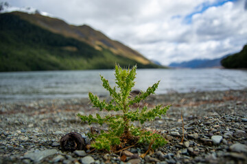 Small Green Plant by the Lake