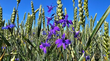 Sweden. Consolida regalis, known as forking larkspur, rocket-larkspur, and field larkspur, is an...