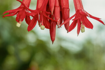 Fuchsia Boliviana flowers in bloom; macrophotography captured in a forest in the eastern Andean mountains of central Colombia near the Iguaque natural reserve.