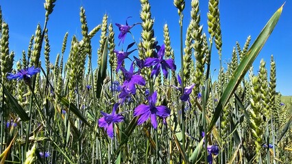 Sweden. Consolida regalis, known as forking larkspur, rocket-larkspur, and field larkspur, is an...