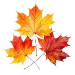 Obraz premium Three colorful autumn maple leaves arranged in a triangular formation isolated on transparent background isolated on white background