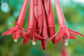 Fuchsia Boliviana flowers in bloom; macrophotography captured in a forest in the eastern Andean mountains of central Colombia near the Iguaque natural reserve.