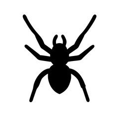 Spider: Intriguing Arachnids of Nature
