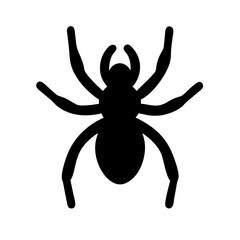 Obraz premium Spider: Intriguing Arachnids of Nature