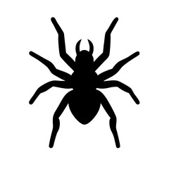 Spider: Intriguing Arachnids of Nature