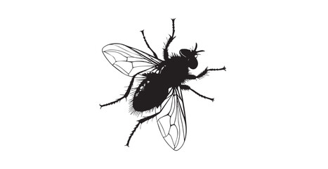 Detailed black and white illustration of a fly with intricate wings and hairy legs silhouette
