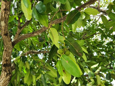 Young Japanese Persimmon 