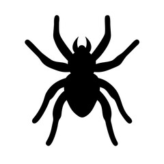 Spider: Intriguing Arachnids of Nature