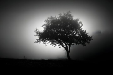 Fototapeta premium A solitary tree vanishes in whispering fog like a ghost in a dream.