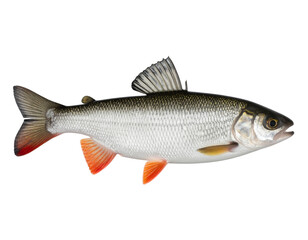 Fototapeta premium Arctic Grayling Fish with Spread Fins Side View PNG