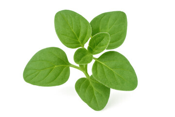 Green oregano sprig with crisp leaves, highlighting fresh herbal texture against clean transparent setting for cooking and design needs