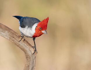 Cardenal de copete rojo posado en rama