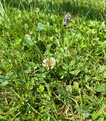 Biene auf grüner Wiese 