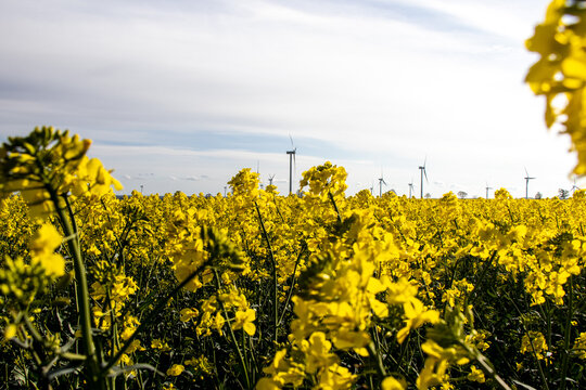 Clear sky over yellow rapeseed crops and tall turbines