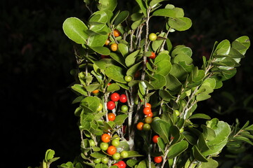 Healthy red fruit in a tropical jungle. Ripe wild red fruits growing on lush green foliage in a...
