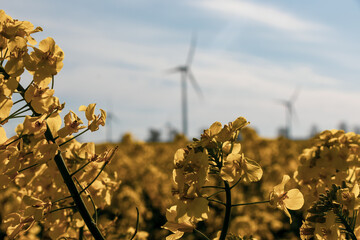 Rapeseed flowers and environmental wind energy concept