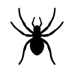 Spider: Intriguing Arachnids of Nature