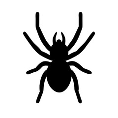Spider: Intriguing Arachnids of Nature