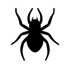 Spider: Intriguing Arachnids of Nature