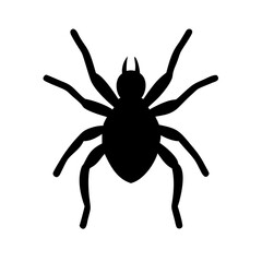 Obraz premium Spider: Intriguing Arachnids of Nature