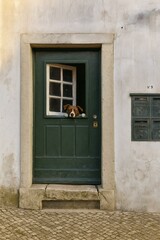 Fototapeta premium lonely dog