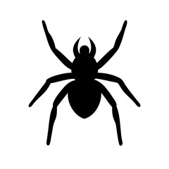 Spider: Intriguing Arachnids of Nature