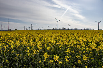 Yellow flower field with sky and power generation