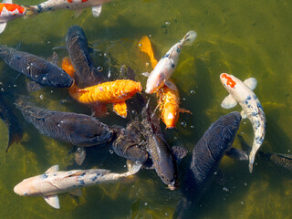 池の中で餌に群がる美しい鯉たち