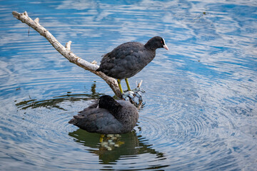 close shot of black coots at the lake Constance